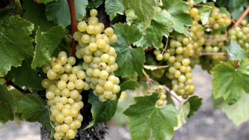 обоя природа, ягоды,  виноград, виноград, гроздь