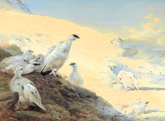 Обои картинки фото рисованное, archibald thorburn, птицы, куропатки, горы