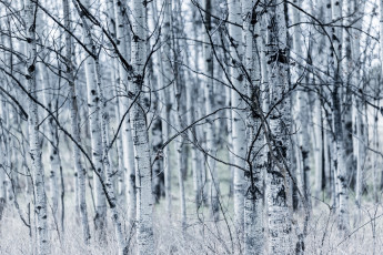 обоя природа, лес