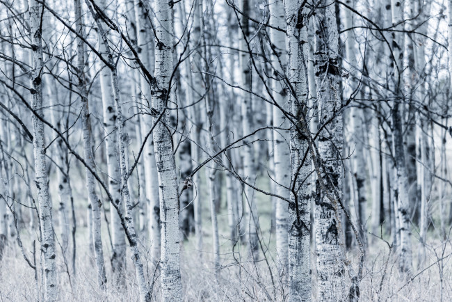 Обои картинки фото природа, лес