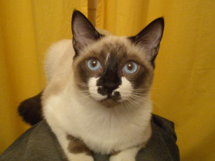 Картинка животные коты