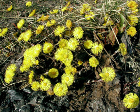 Картинка цветы луговые полевые