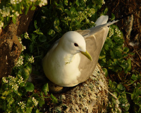Картинка животные Чайки бакланы крачки