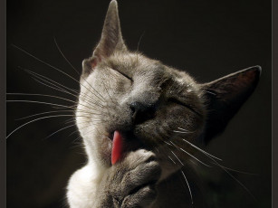 Картинка животные коты