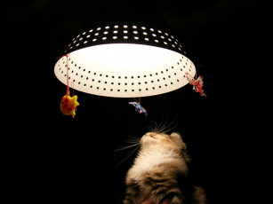 Картинка животные коты