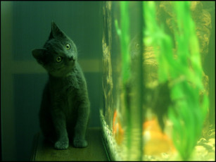 Картинка животные коты