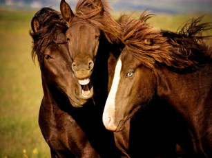 Картинка животные лошади