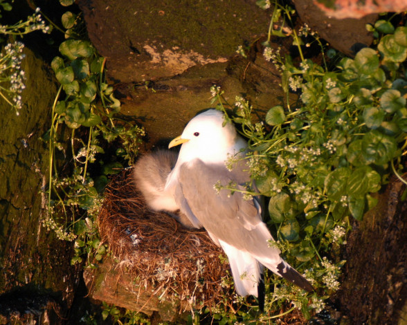 Обои картинки фото животные, Чайки, бакланы, крачки