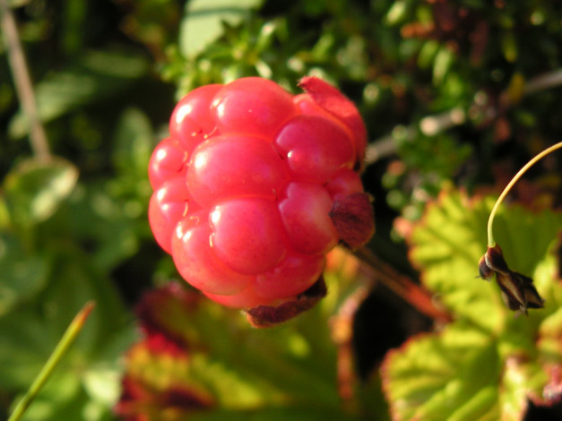 Обои картинки фото 