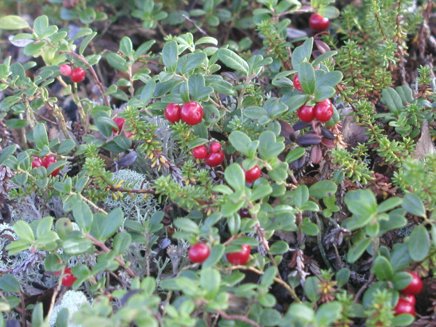 Обои картинки фото 