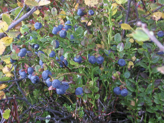 Обои картинки фото 