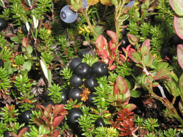 Обои картинки фото 