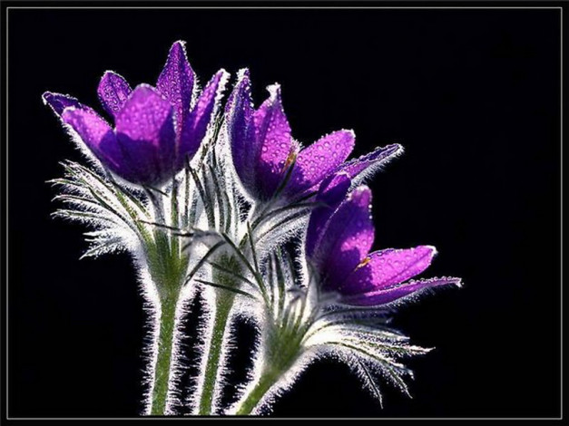 Обои картинки фото цветы, анемоны, адонисы