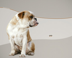 Картинка животные собаки