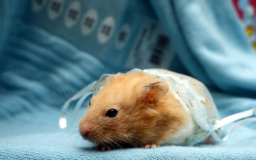 Картинка животные морские свинки хомяки