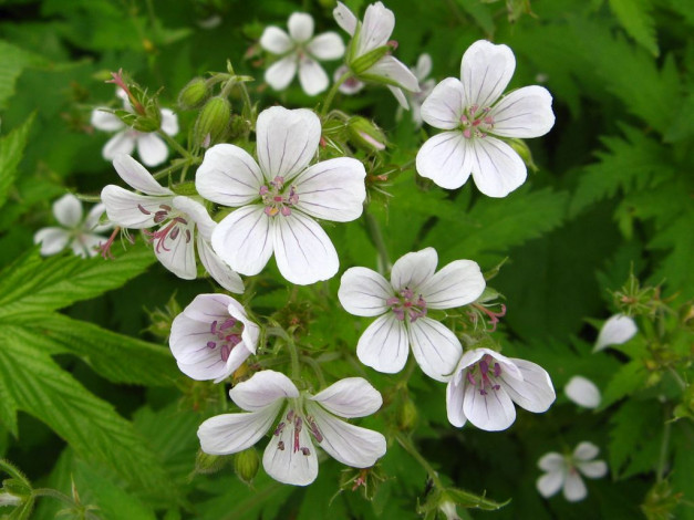 Обои картинки фото цветы