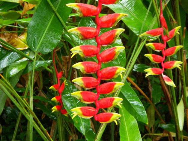 Обои картинки фото цветы, стрелиция, райская, птица