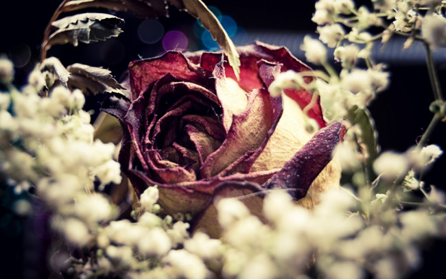 Обои картинки фото цветы, розы