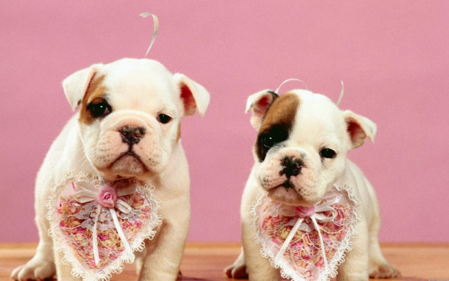 Обои картинки фото животные, собаки