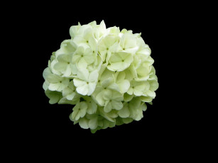 Картинка цветы гортензия