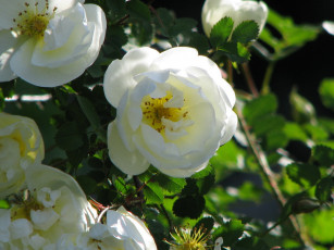 Картинка цветы шиповник