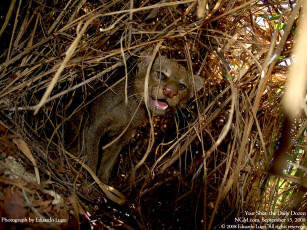 Картинка животные другое