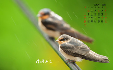 обоя календари, животные