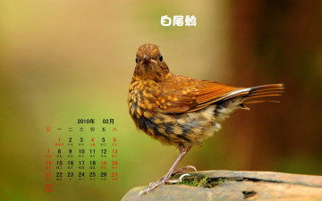 обоя календари, животные