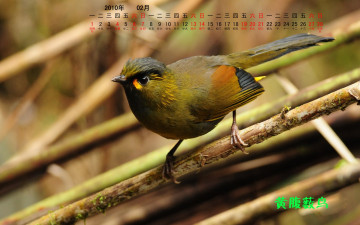 обоя календари, животные