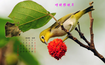 обоя календари, животные