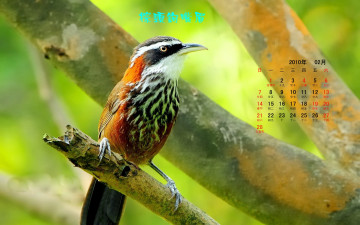 обоя календари, животные