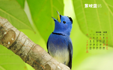 обоя календари, животные