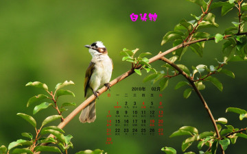 обоя календари, животные