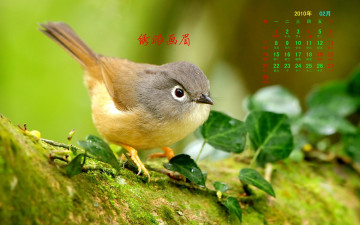 обоя календари, животные