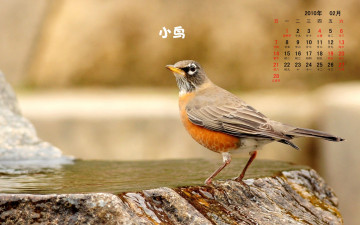 Картинка календари животные