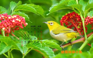 обоя календари, животные