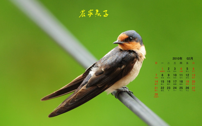 Обои картинки фото календари, животные