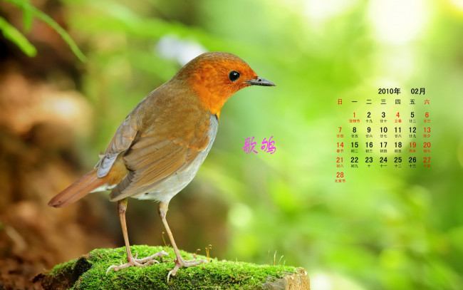 Обои картинки фото календари, животные