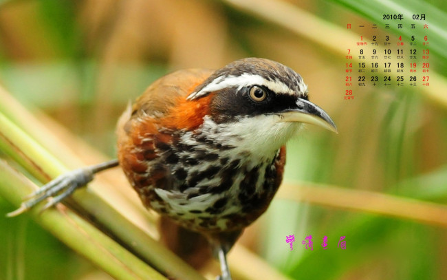 Обои картинки фото календари, животные