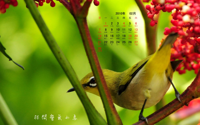 Обои картинки фото календари, животные