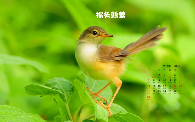 Обои картинки фото календари, животные