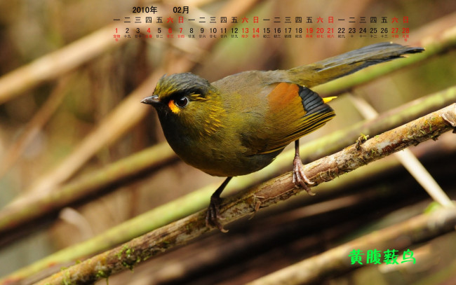 Обои картинки фото календари, животные