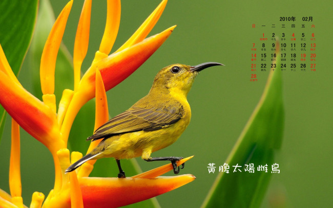 Обои картинки фото календари, животные