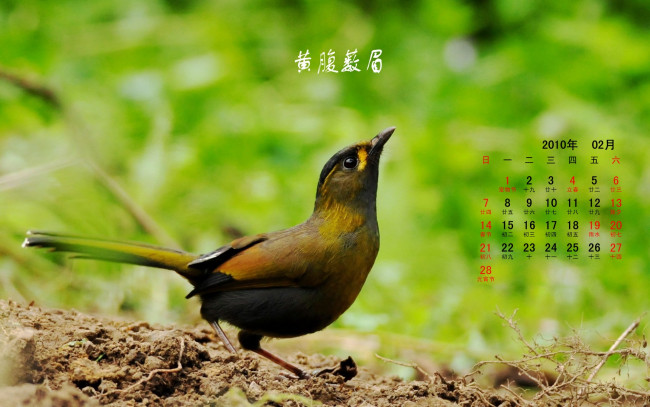 Обои картинки фото календари, животные