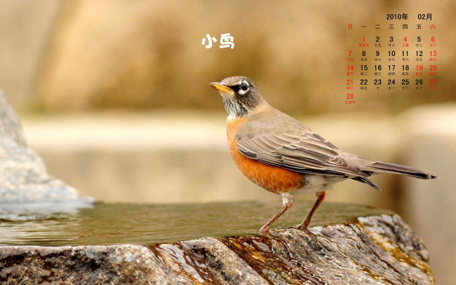 Обои картинки фото календари, животные