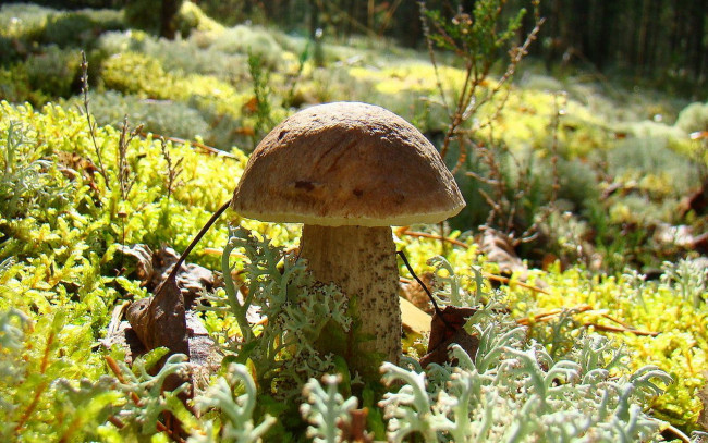 Обои картинки фото природа, грибы
