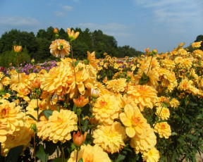 обоя цветы, георгины