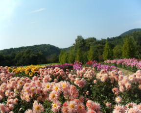 обоя цветы, георгины