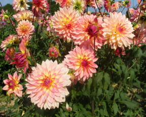 Картинка цветы георгины