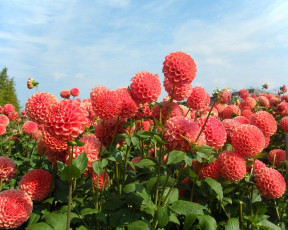 Картинка цветы георгины